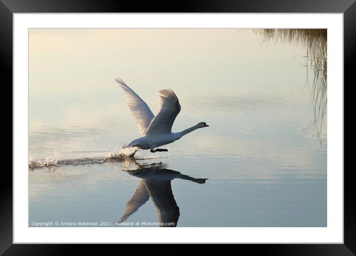 Elegant Swan Takes Flight Framed Mounted Print by Antony Robinson