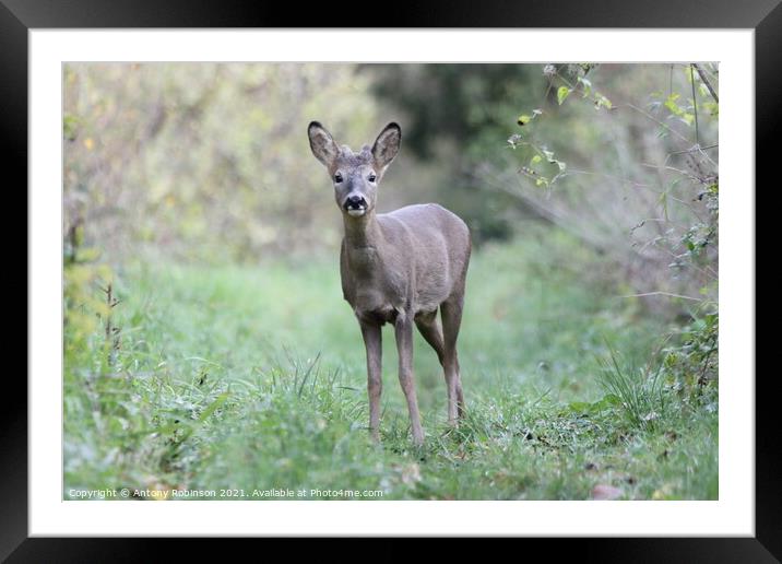 Portrait of a roe deer Framed Mounted Print by Antony Robinson