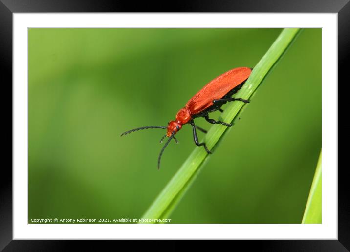 The Fierce and Vibrant Red Soldier Beetle Framed Mounted Print by Antony Robinson