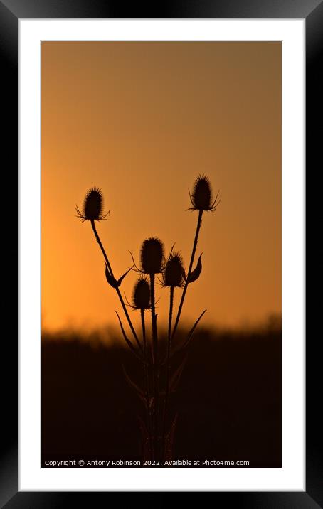 Thistles at sunset Framed Mounted Print by Antony Robinson