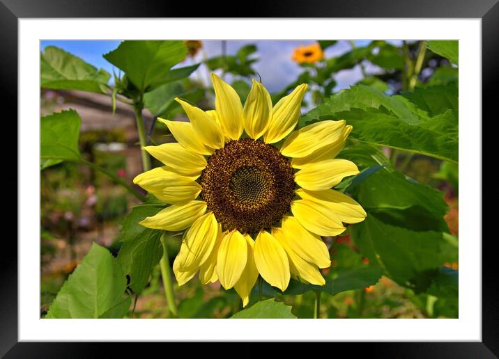 Close up of a sunflower head Framed Mounted Print by Antony Robinson