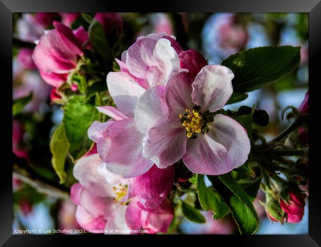 Apple Blossom Framed Print by Les Schofield