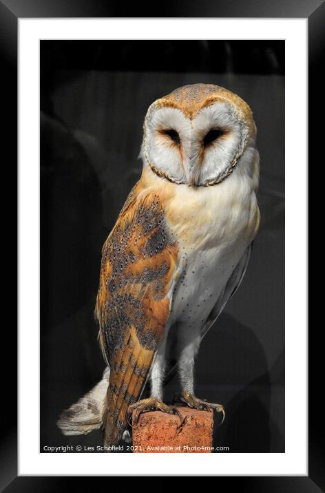 Barn owl Framed Mounted Print by Les Schofield