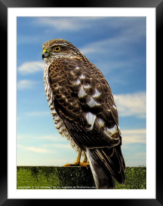 Buzzard  Framed Mounted Print by Les Schofield