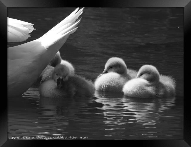 Take Shelter Little Ones  Framed Print by Les Schofield