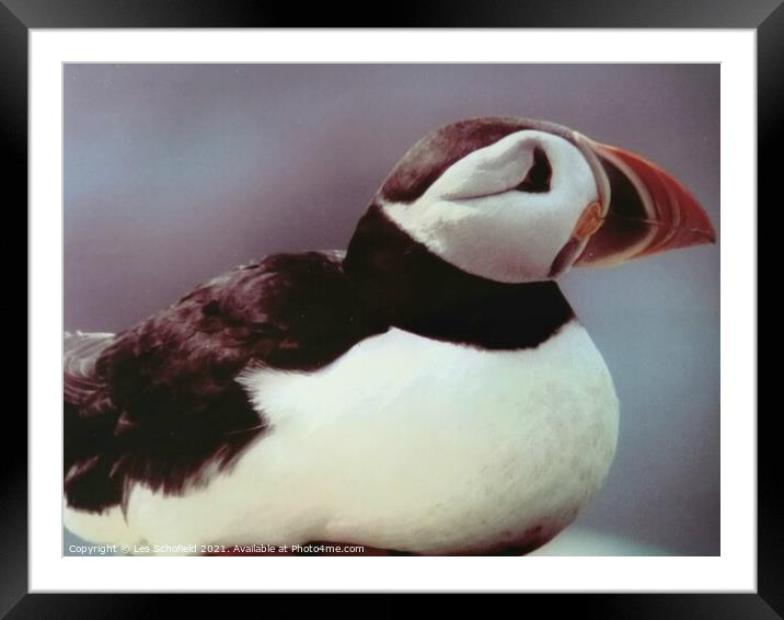Puffin  Framed Mounted Print by Les Schofield