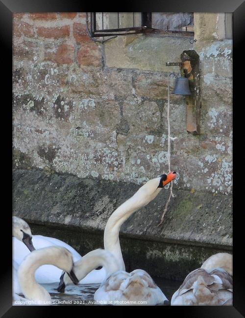 Swans at Bishops Palace wells  Framed Print by Les Schofield