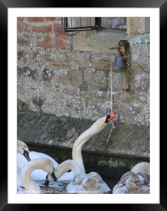 Swans at Bishops Palace wells  Framed Mounted Print by Les Schofield