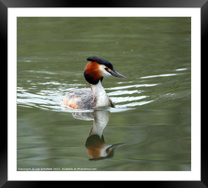 Graceful Grebe on Glistening Water Framed Mounted Print by Les Schofield