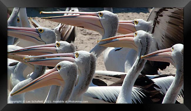 Pelicans Framed Print by Les Schofield