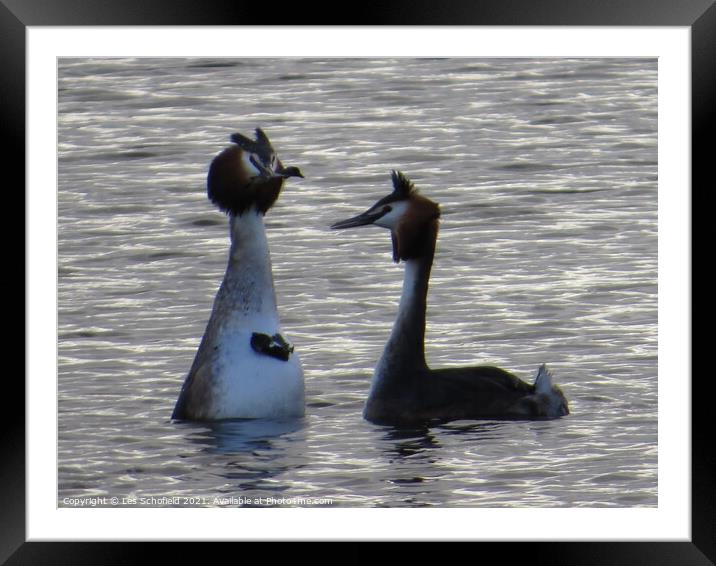 Serenading Grebes with Courtship Gifts Framed Mounted Print by Les Schofield