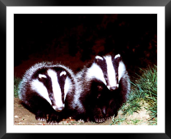 Badgers  Framed Mounted Print by Les Schofield