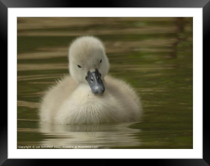 A Signet on Lake  Framed Mounted Print by Les Schofield
