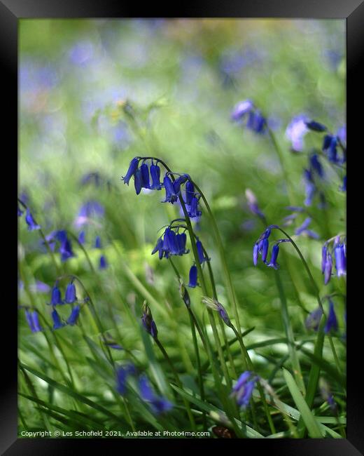 Bluebells   Framed Print by Les Schofield