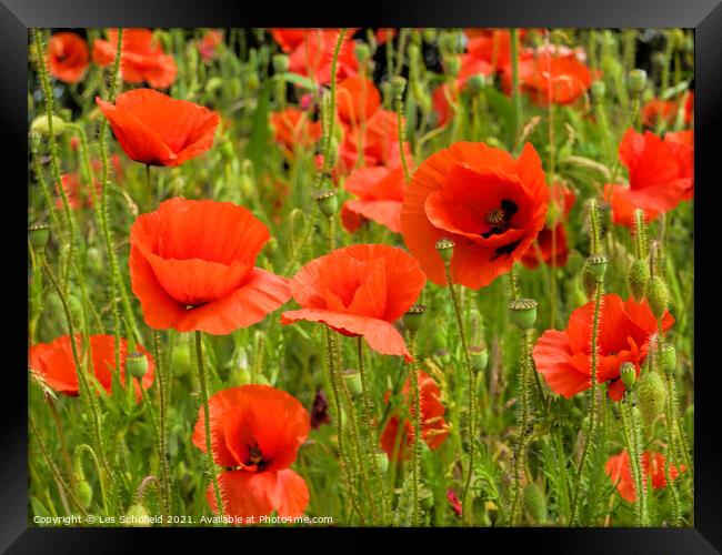 Poppies Framed Print by Les Schofield