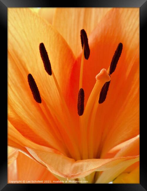 Majestic Orange Lily Framed Print by Les Schofield