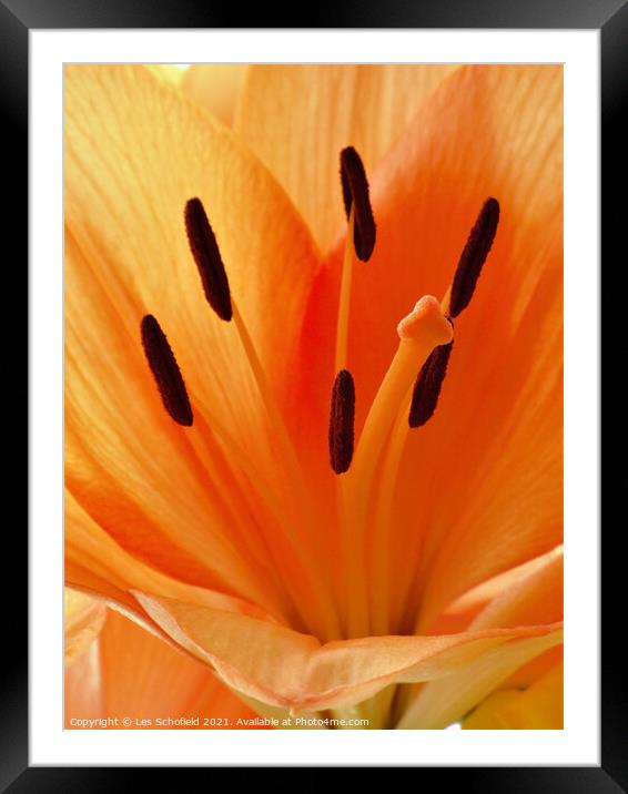 Majestic Orange Lily Framed Mounted Print by Les Schofield