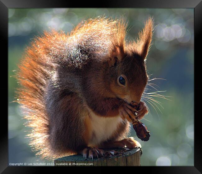 Adorable Red Squirrel Eating in the Woods Framed Print by Les Schofield