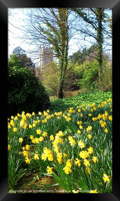 Spring daffodils  Framed Print by Les Schofield