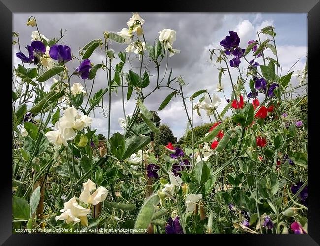 Sweet peas Framed Print by Les Schofield