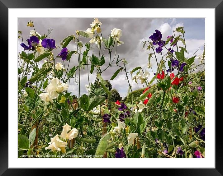 Wildflowers Framed Mounted Print by Les Schofield
