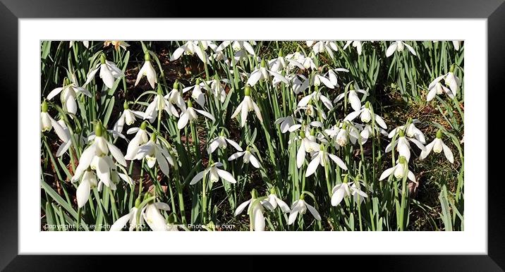 Snowdrops  Framed Mounted Print by Les Schofield