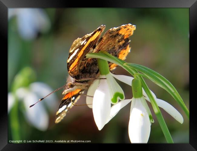 Majestic Red Admiral Butterfly Framed Print by Les Schofield