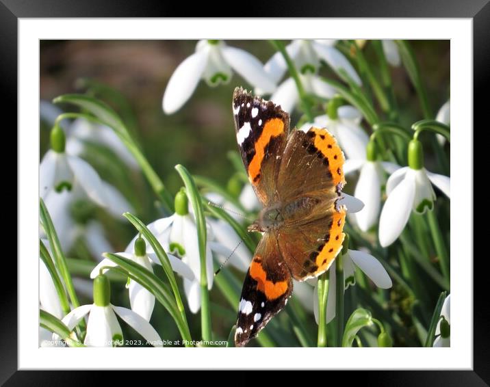 Majestic Red Admiral Framed Mounted Print by Les Schofield