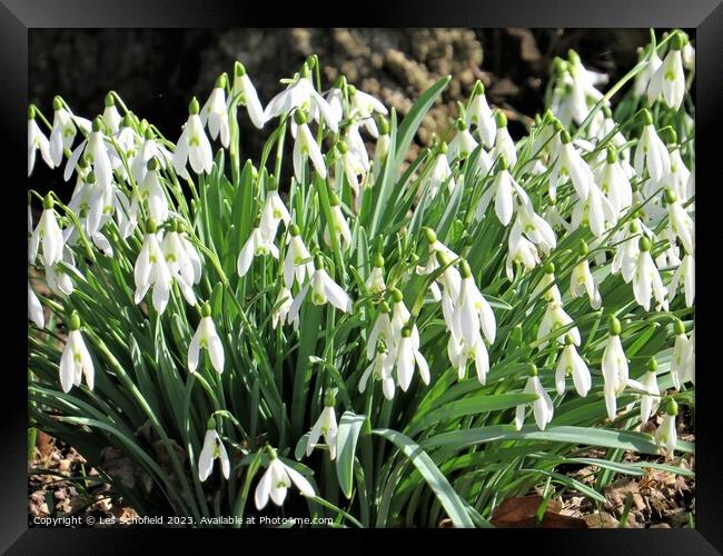Snowdrops Framed Print by Les Schofield