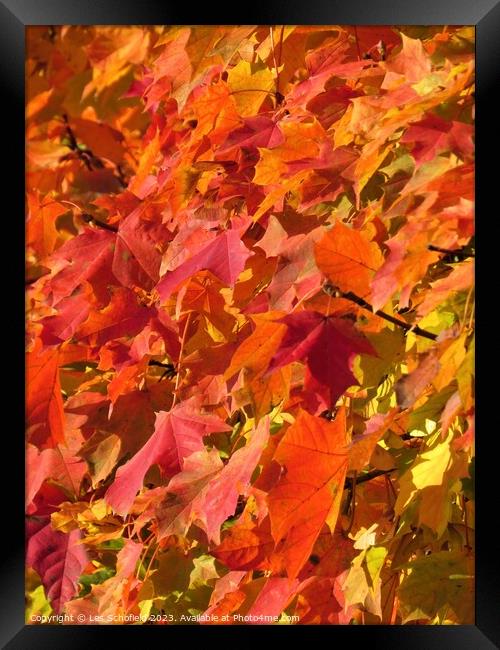 Autumn  leaves Framed Print by Les Schofield