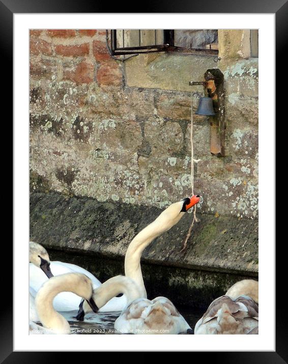 Regal Swans Ring the Bell Framed Mounted Print by Les Schofield