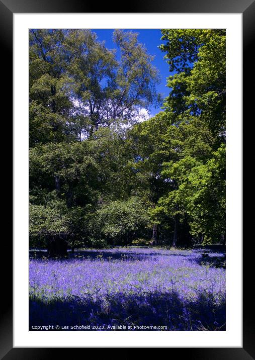 Bluebell Woods Framed Mounted Print by Les Schofield