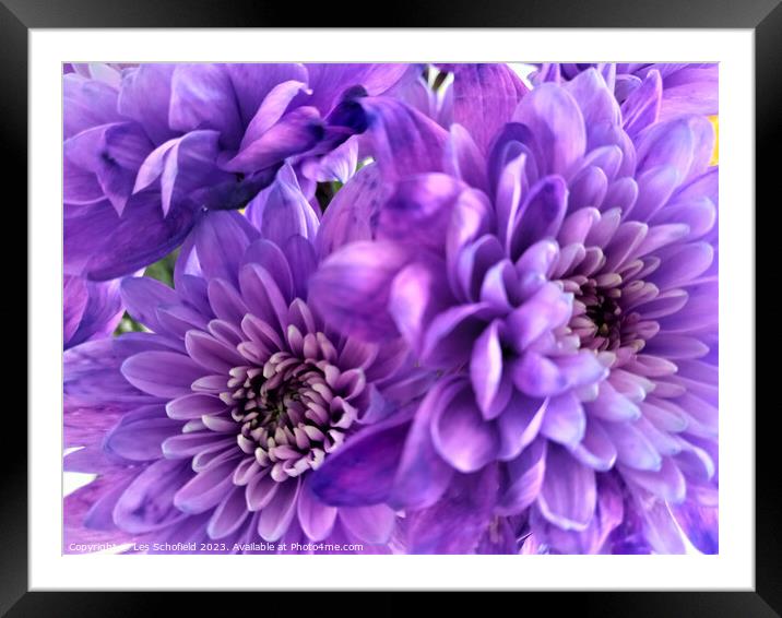 Majestic Bloom Framed Mounted Print by Les Schofield