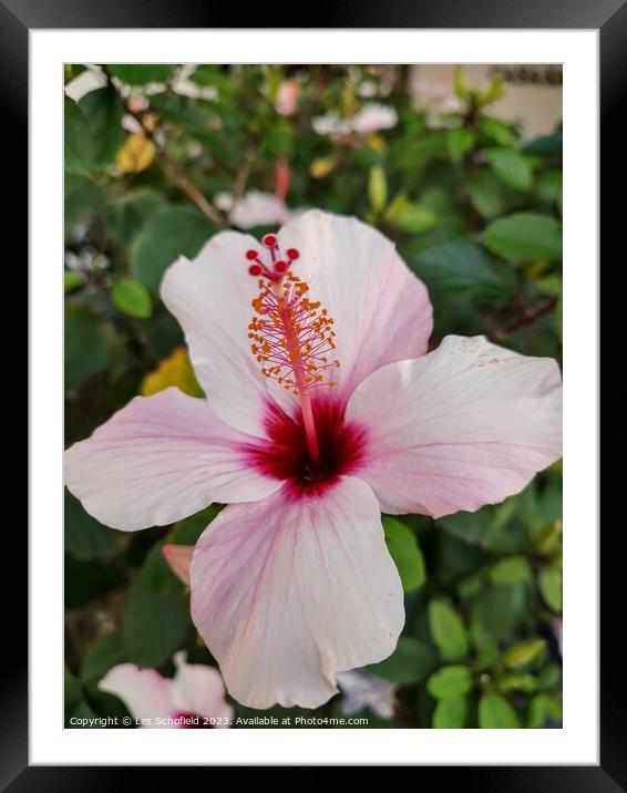 Pink hibiscus flower  Framed Mounted Print by Les Schofield