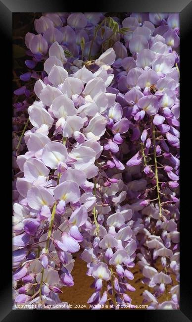 Plant flower wisteria  Framed Print by Les Schofield