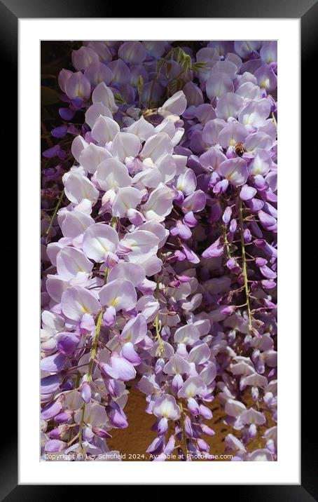 Plant flower wisteria  Framed Mounted Print by Les Schofield