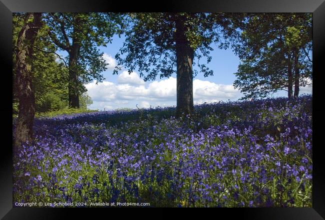 Bluebell wood Framed Print by Les Schofield