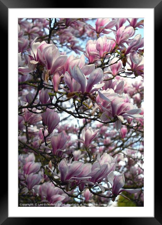 Magnolia Tree Framed Mounted Print by Les Schofield