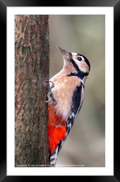 Woodpecker Framed Mounted Print by Les Schofield