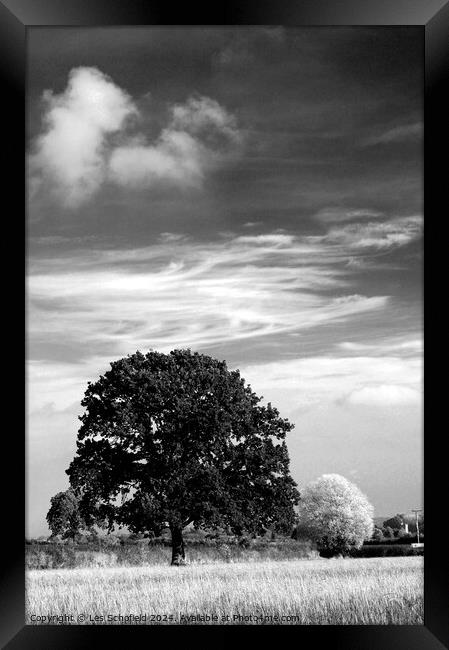 Two Trees and Clouds Framed Print by Les Schofield