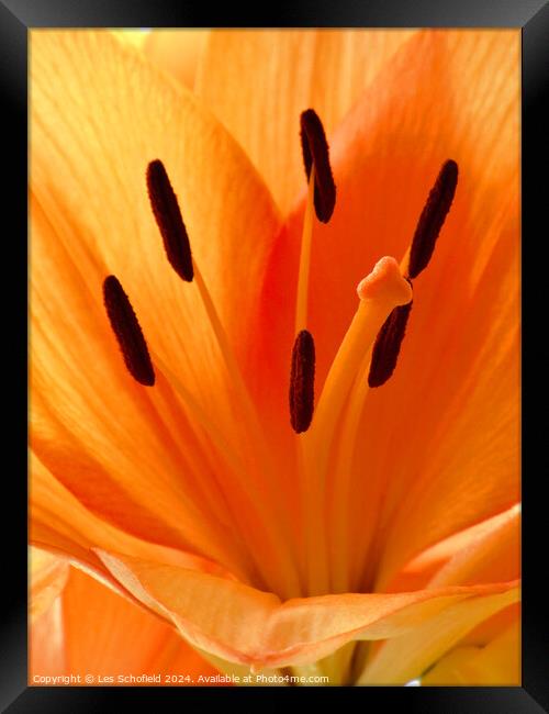 Orange Lilly Framed Print by Les Schofield