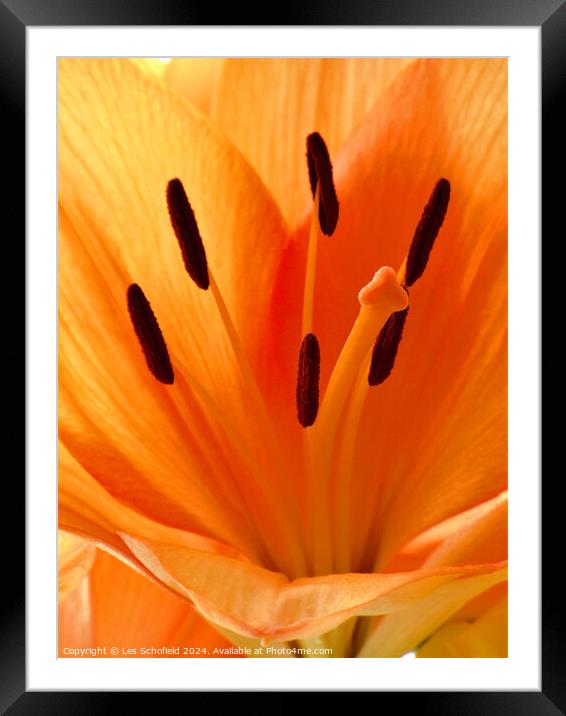 Orange Lilly Framed Mounted Print by Les Schofield