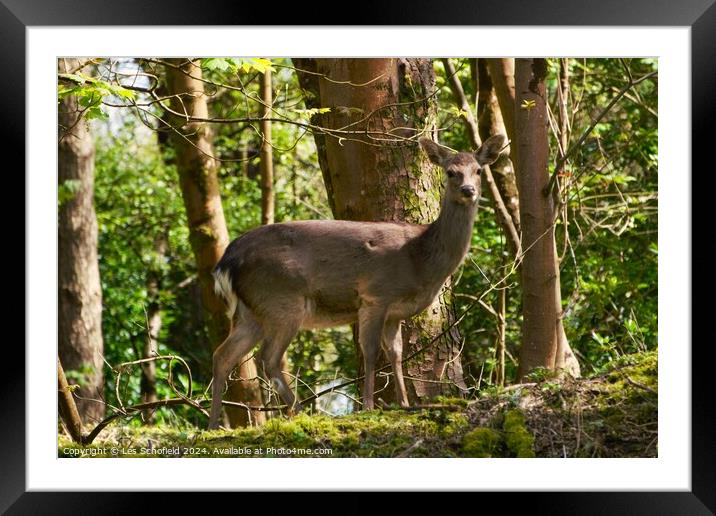 Roe Deer in woods Framed Mounted Print by Les Schofield