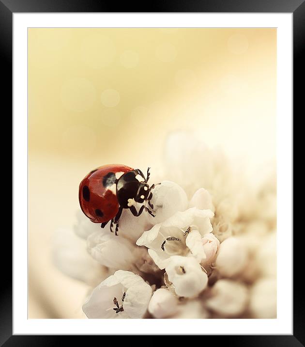 Ladybird Framed Mounted Print by Lavinia Rose Barrett