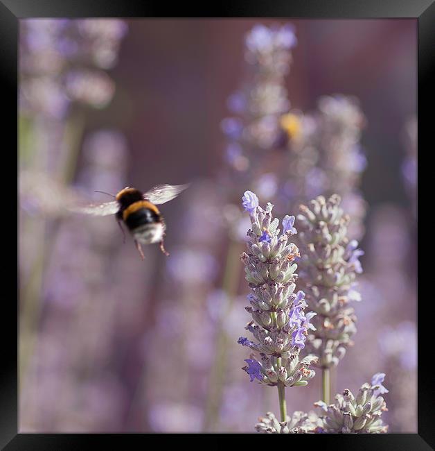 Bumble Bee In flight Framed Print by Lavinia Rose Barrett