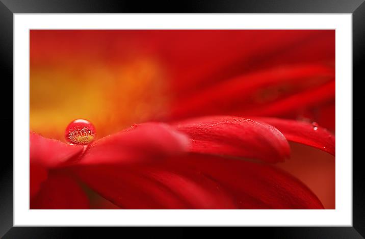 Red Reflection Framed Mounted Print by Lavinia Rose Barrett