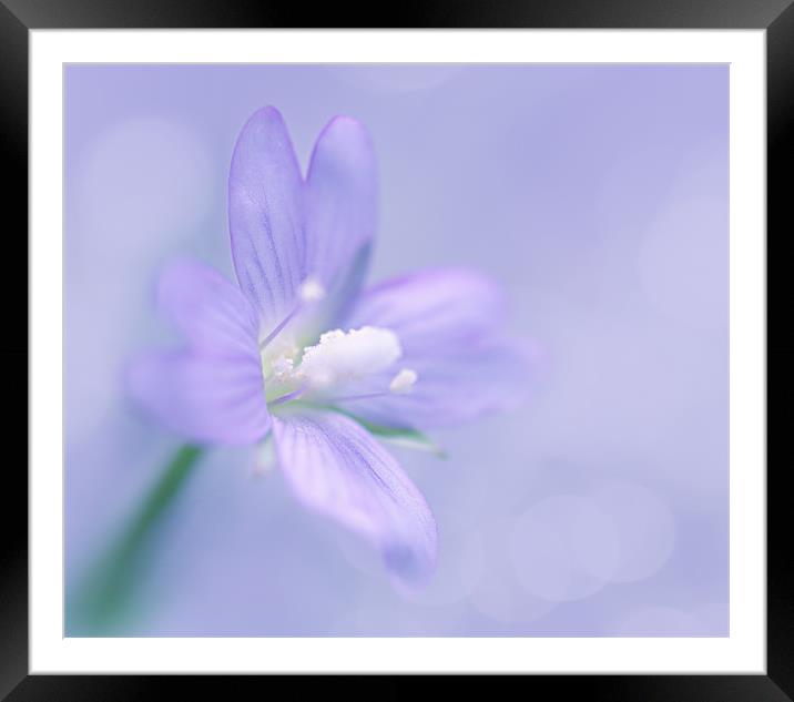 Marsh Willow Herb Framed Mounted Print by Lavinia Rose Barrett