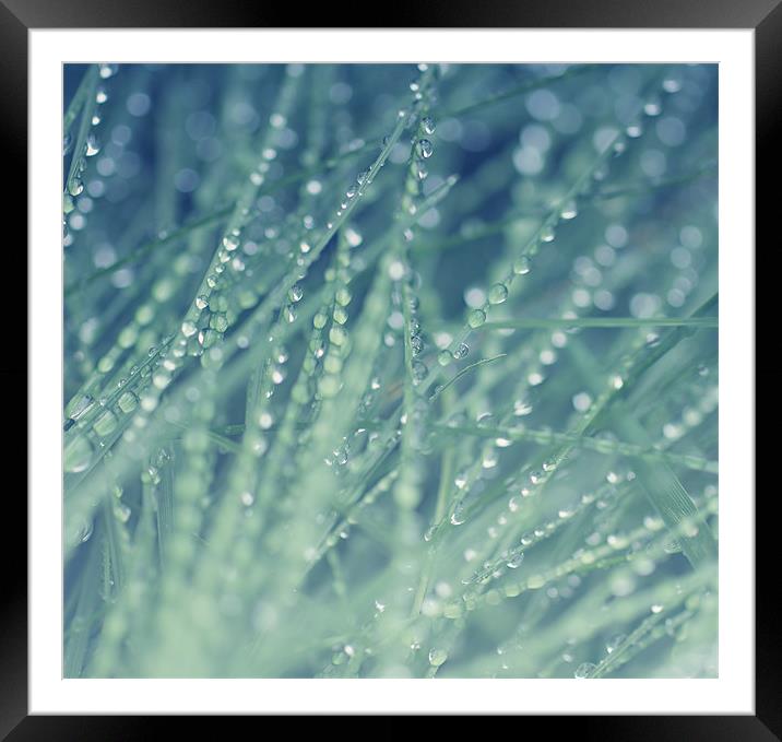 Rain Drops Framed Mounted Print by Lavinia Rose Barrett