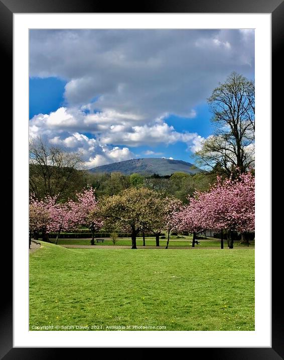 Pontypool Park in Spring Framed Mounted Print by Sarah Davey