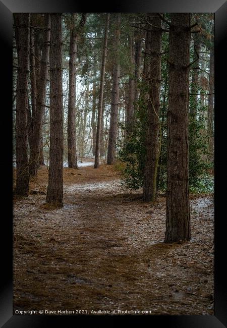 Snow Peppered Path Framed Print by Dave Harbon